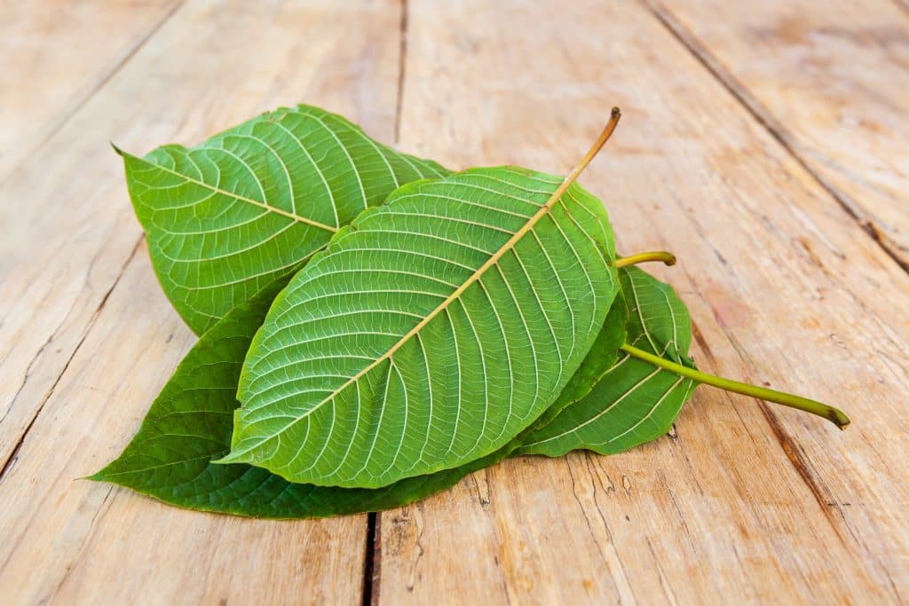 Fresh kratom leaves on a wooden table