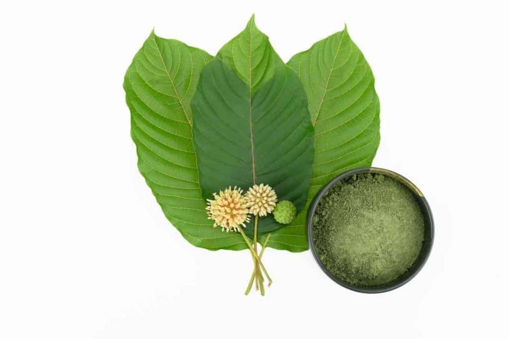 Leaves, flowers, fruits and liquid of Kratom or mitragynine on white background isolated. The leaves eaten as a drug It is a medicinal plant and is addictive.