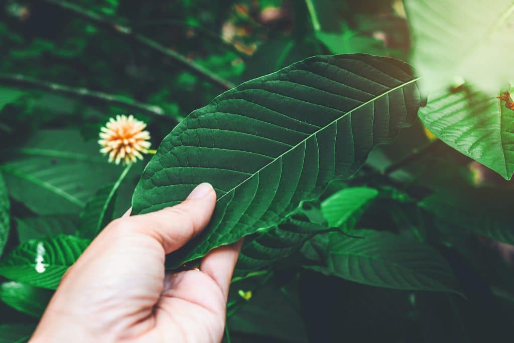 Man holding a kratom leaf