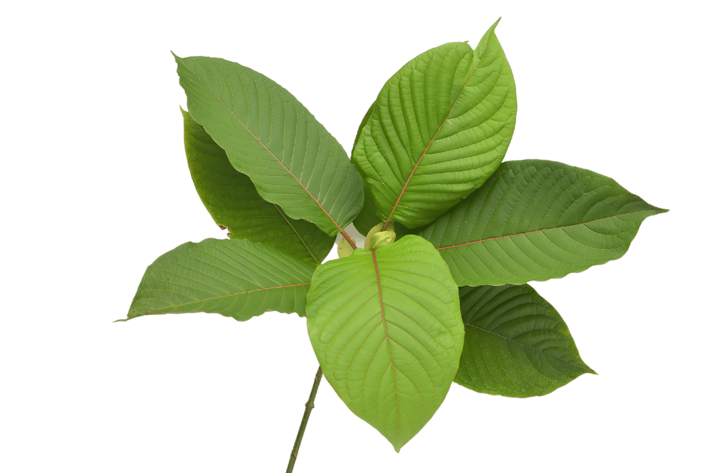 Kratom Powder Green (Jetpackkratom)