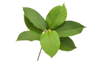 What Is Kratom? Uses, Side Effects, & Safety - Kratom.org