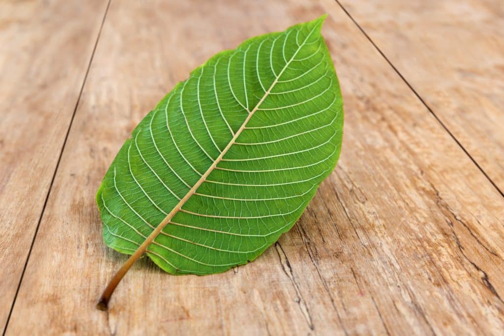 Kratom leaf on wooden table. Mitragyna speciosa.