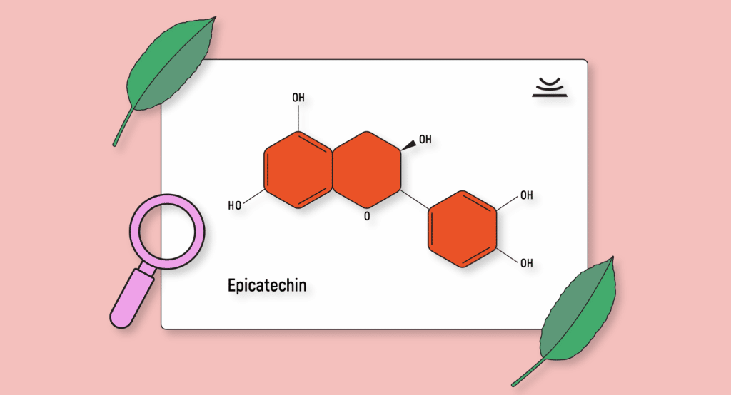 epicatechin-a-kratom-flavonoid-with-great-potential-kratom