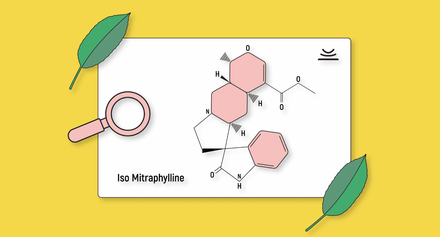 Iso Mitraphylline: An Impressive, Anti-Cancer Kratom Alkaloid