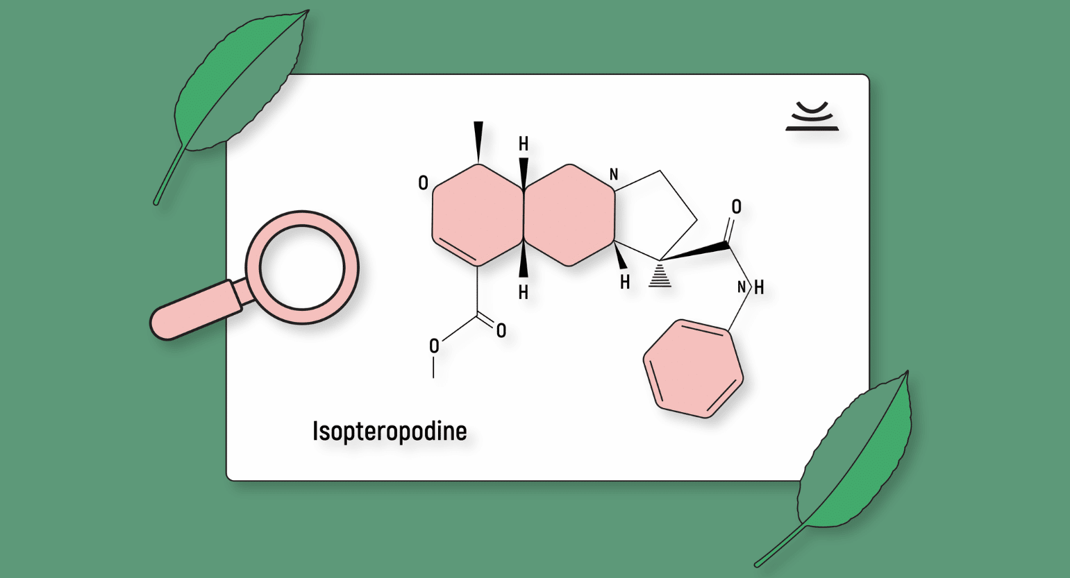 Isopteropodine: A Minor Kratom Alkaloid With Massive Potential