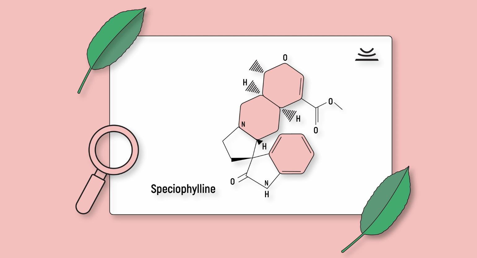 Speciophylline: What Do We Know About This Kratom Alkaloid?