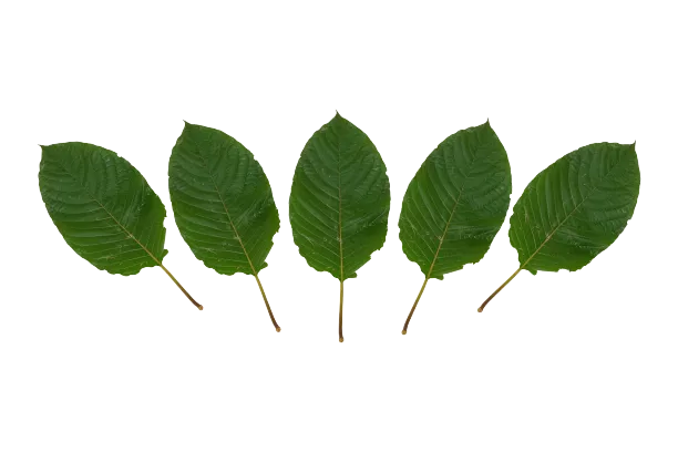 5 kratom (Mitragyna speciosa) leaves over white background