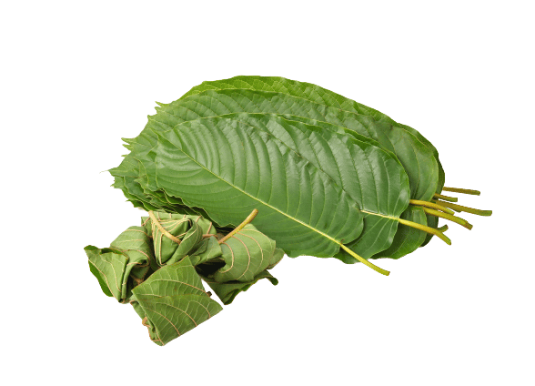 Mitragyna speciosa korth wrapper for eating isolated from white background. leaves of Mitragyna speciosa (Kratom).