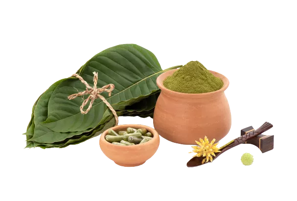 Kratom (Mitragyna speciosa) leaves, powder and capsules isolated in white background.
