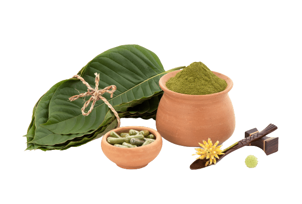 Kratom (Mitragyna speciosa) leaves, powder and capsules isolated in white background.