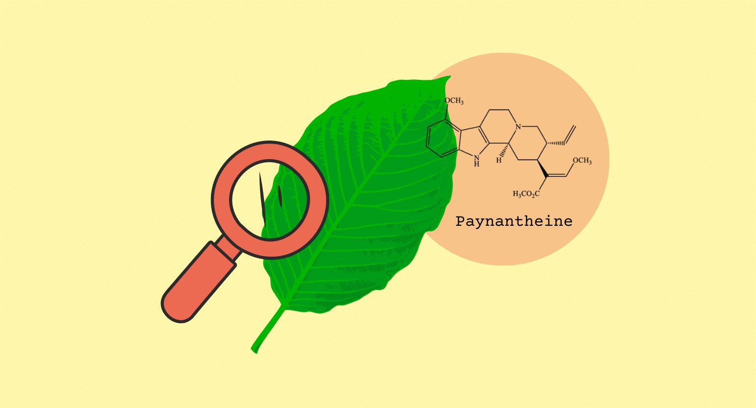 Paynantheine: Everything You Need to Know About This Potent Alkaloid