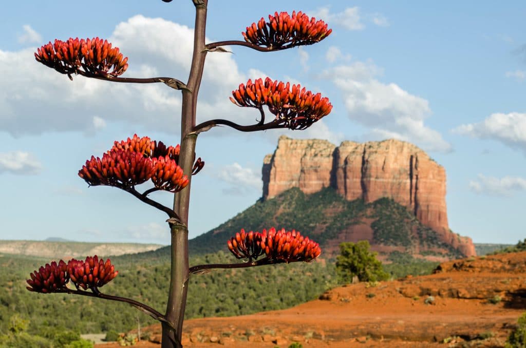 A Blooming Red Century Plant in front of Courthouse Butte in Sed