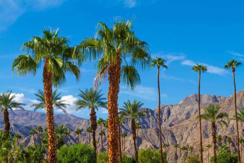 Palm trees with mountain range background in Indio, California